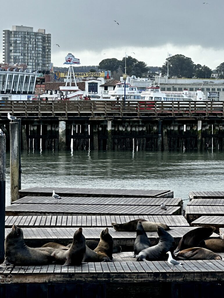 seals
pier 39, San Francisco 